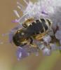 Halictus sp.